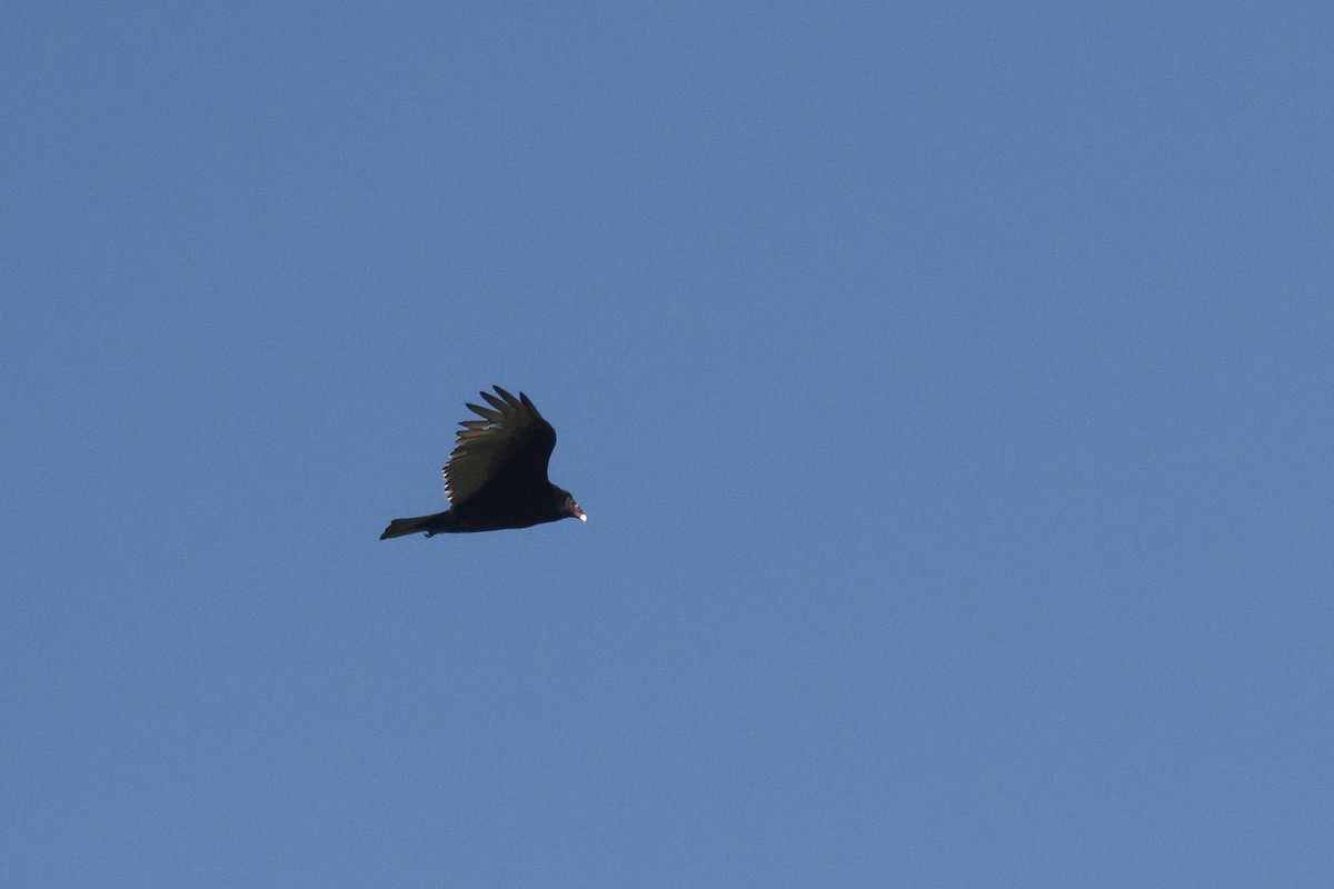 Turkey Vulture - ML642332514