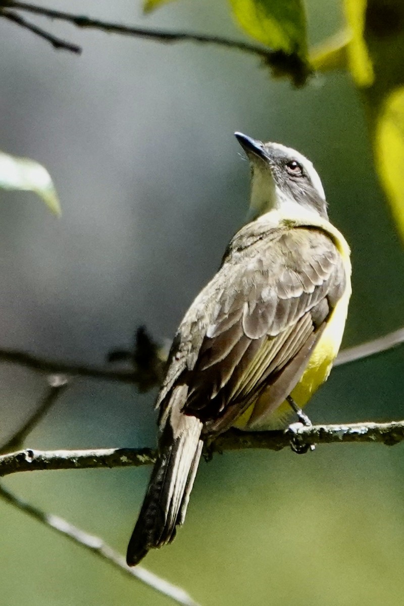 Social Flycatcher - ML642332560