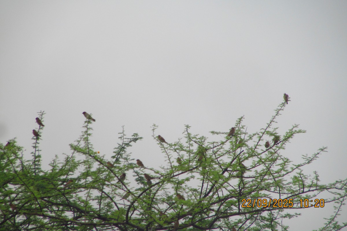 Scaly-breasted Munia - ML642332581