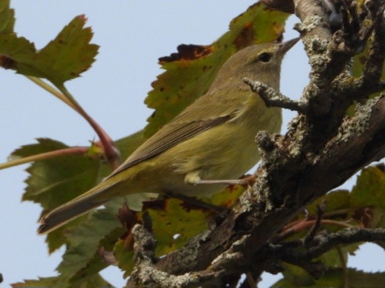 Orange-crowned Warbler - ML642332621