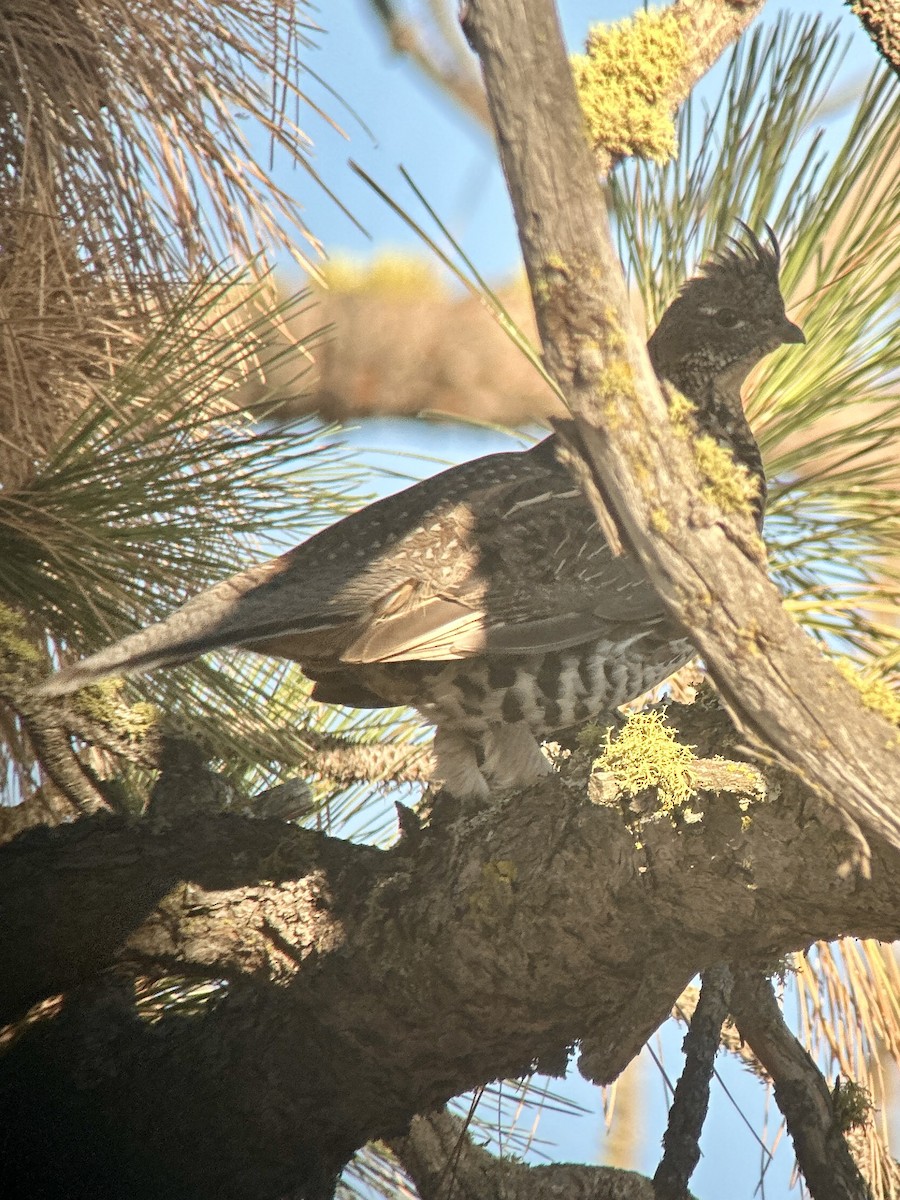 Ruffed Grouse - ML642332633