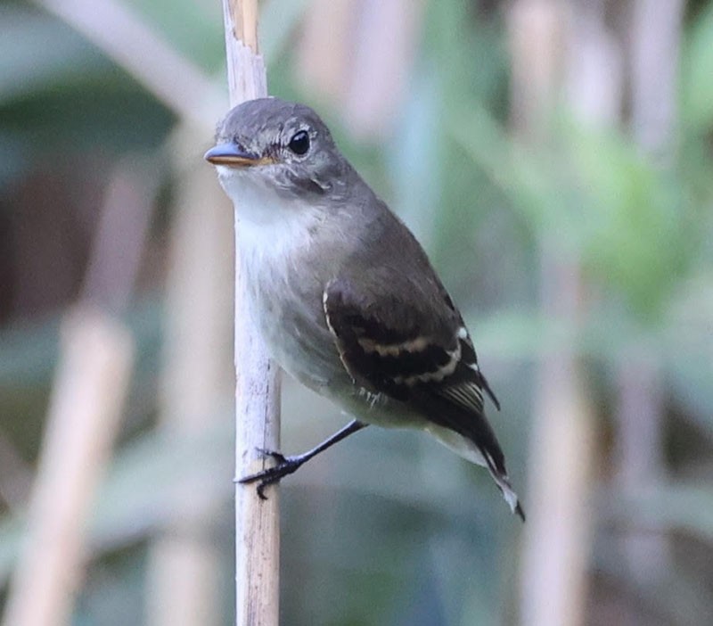 Alder/Willow Flycatcher (Traill's Flycatcher) - ML642332639