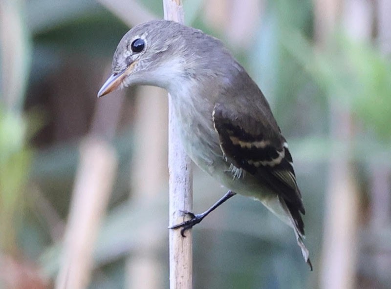 Alder/Willow Flycatcher (Traill's Flycatcher) - ML642332640