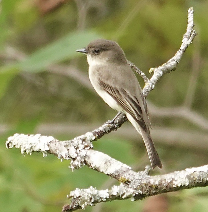 Moucherolle phébi - ML642332653