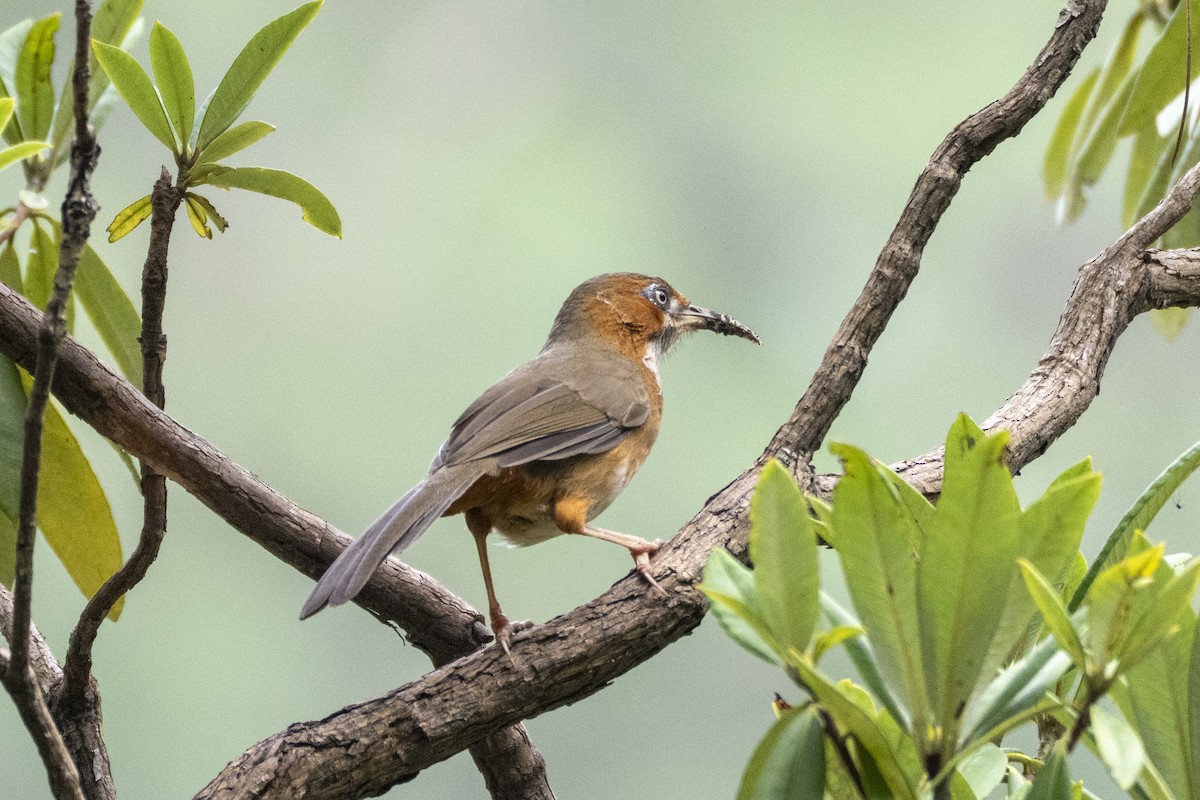 Rusty-cheeked Scimitar-Babbler - ML642332659