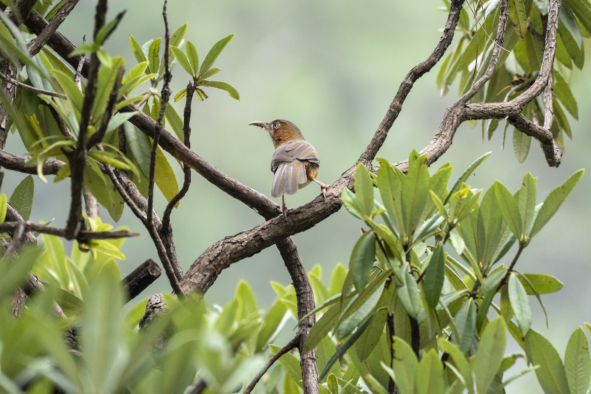 Rusty-cheeked Scimitar-Babbler - ML642332660
