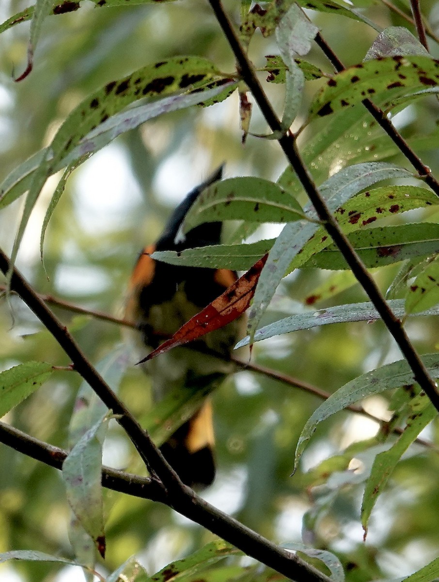 Paruline flamboyante - ML642332670