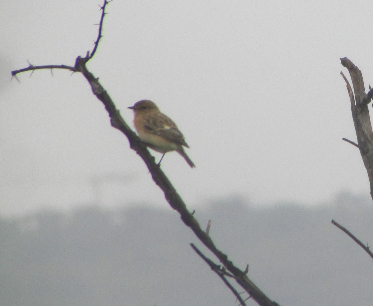 Siberian Stonechat - ML642332692