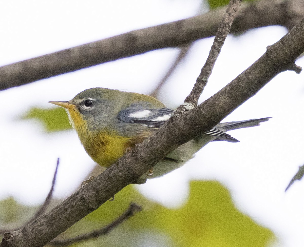 Northern Parula - ML642332703