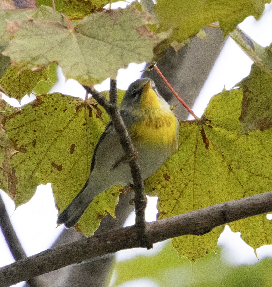 Northern Parula - ML642332704