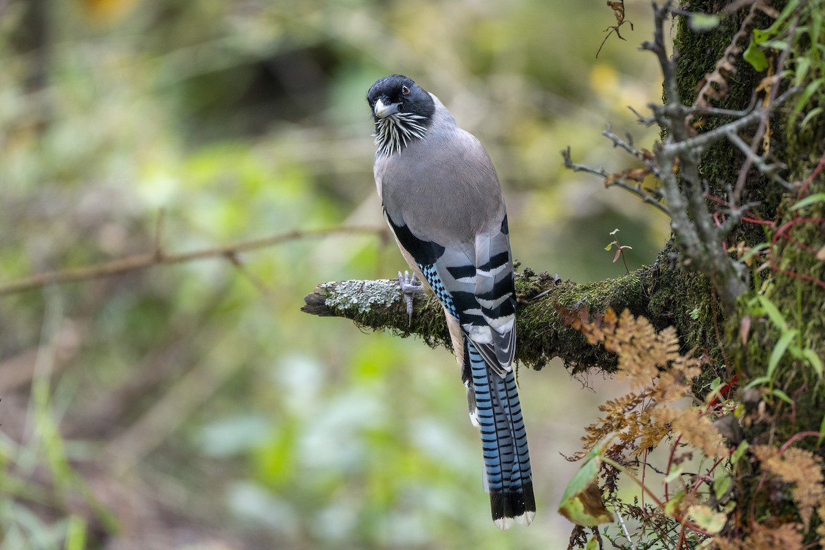 Black-headed Jay - ML642332741