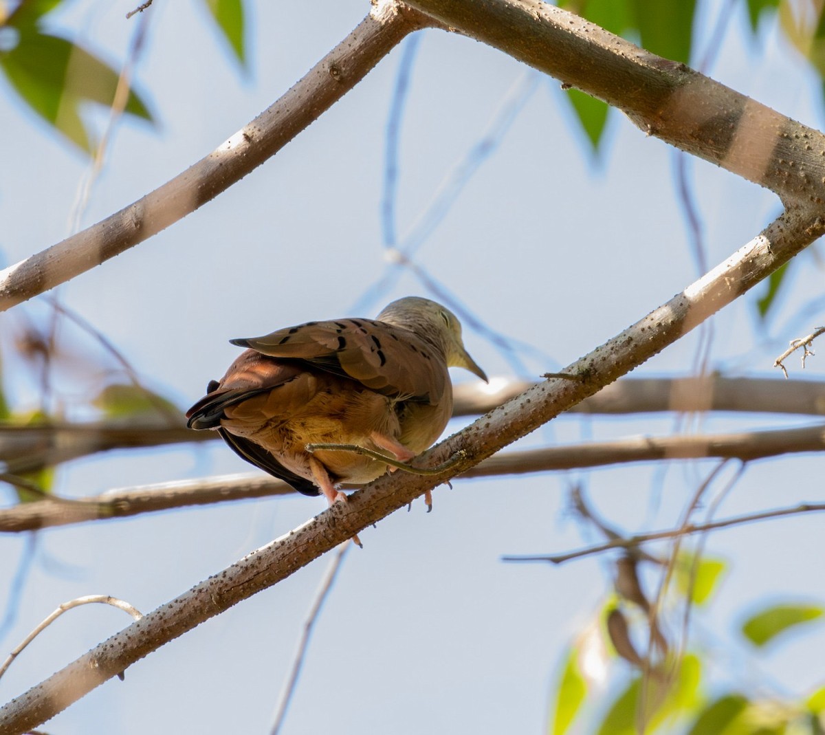 Ruddy Ground Dove - ML642332742
