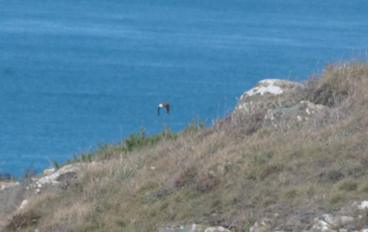 Northern Wheatear - ML642332776