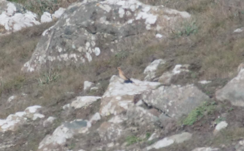 Northern Wheatear - ML642332777