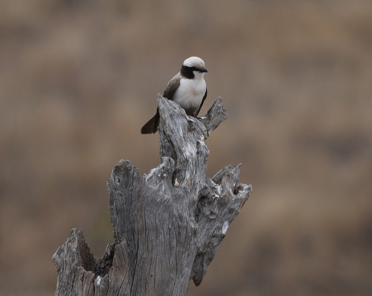 White-crowned Shrike - ML642332787