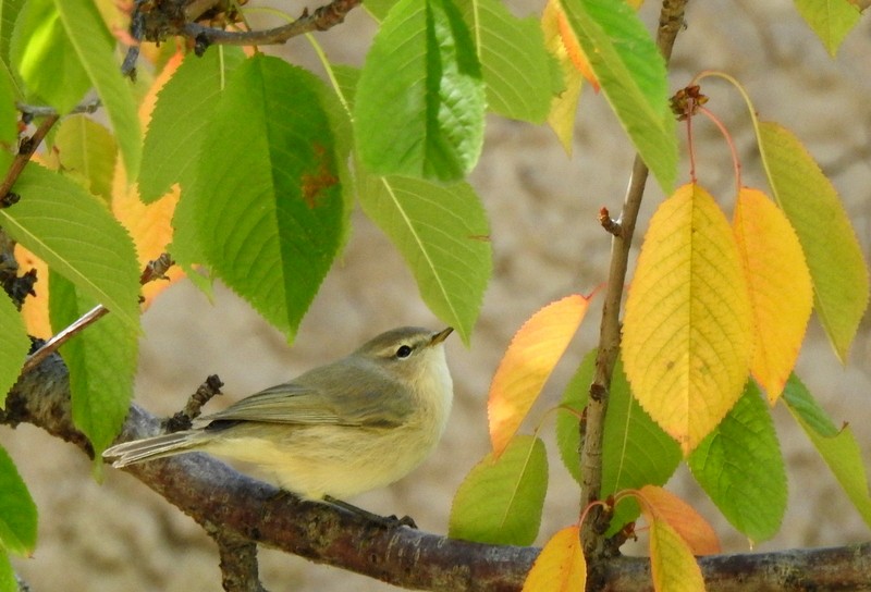 Mountain Chiffchaff - ML642332791