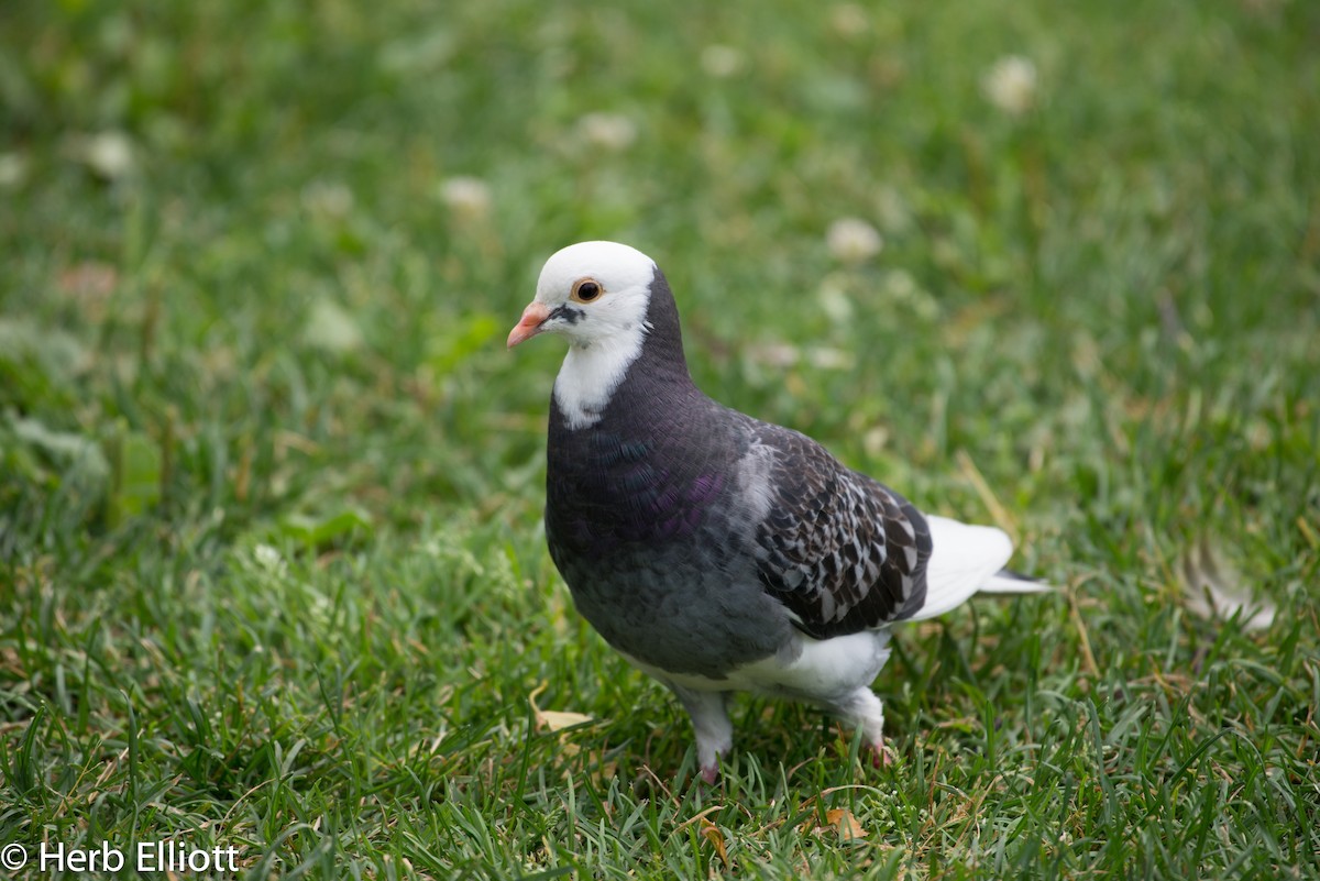 Сизый голубь (Одомашненного типа) - ML64233281