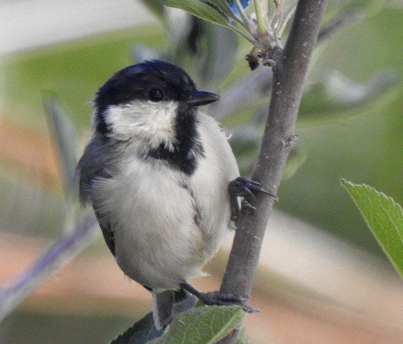 Asian Tit (Cinereous) - ML642332818