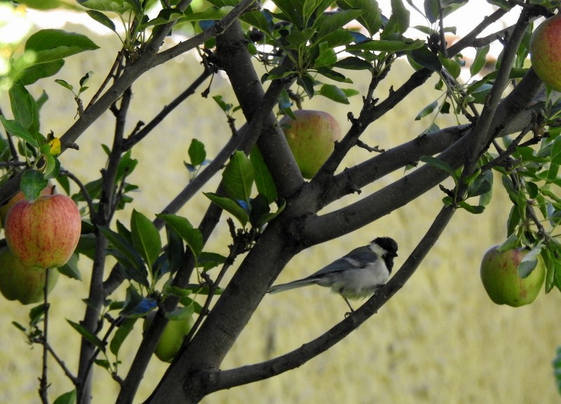 Asian Tit (Cinereous) - ML642332819