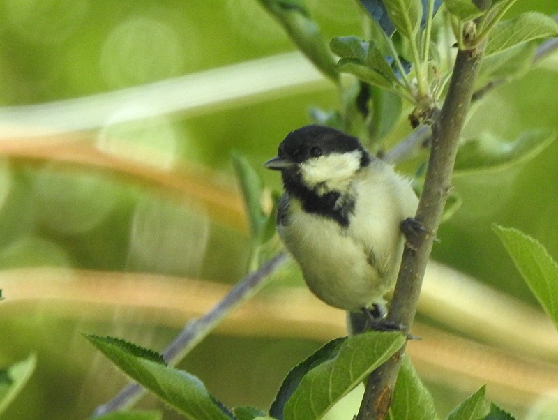 Asian Tit (Cinereous) - ML642332820