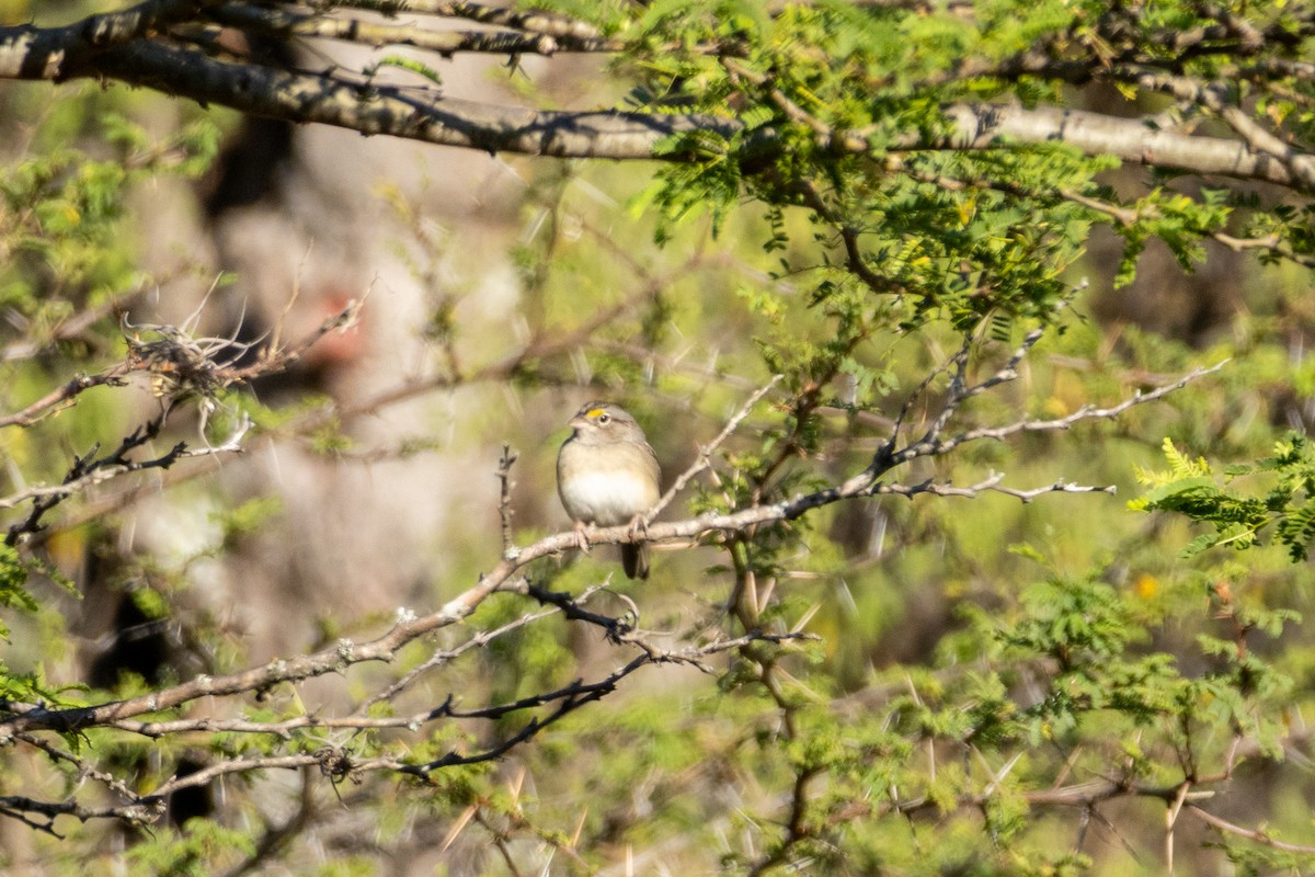 Grassland Sparrow - ML642332822