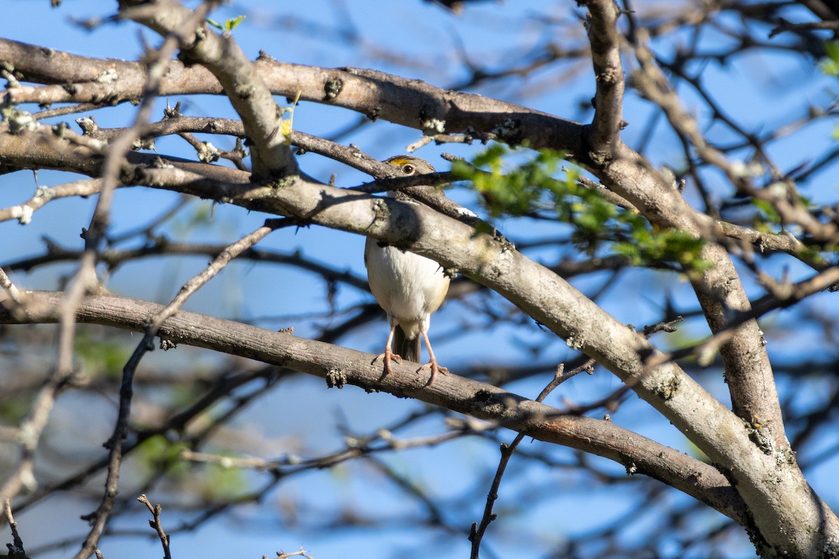 Grassland Sparrow - ML642332823