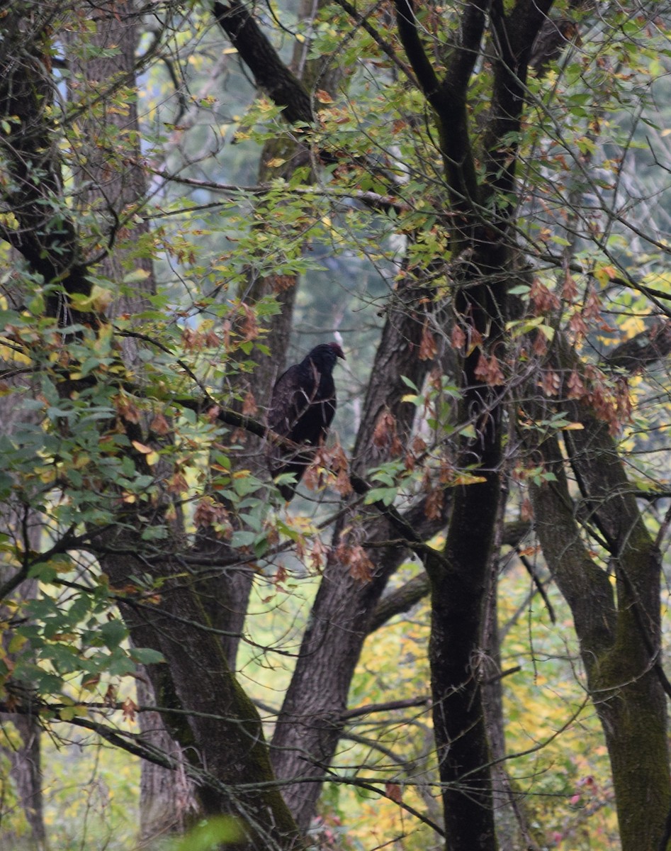 Turkey Vulture - ML642332827
