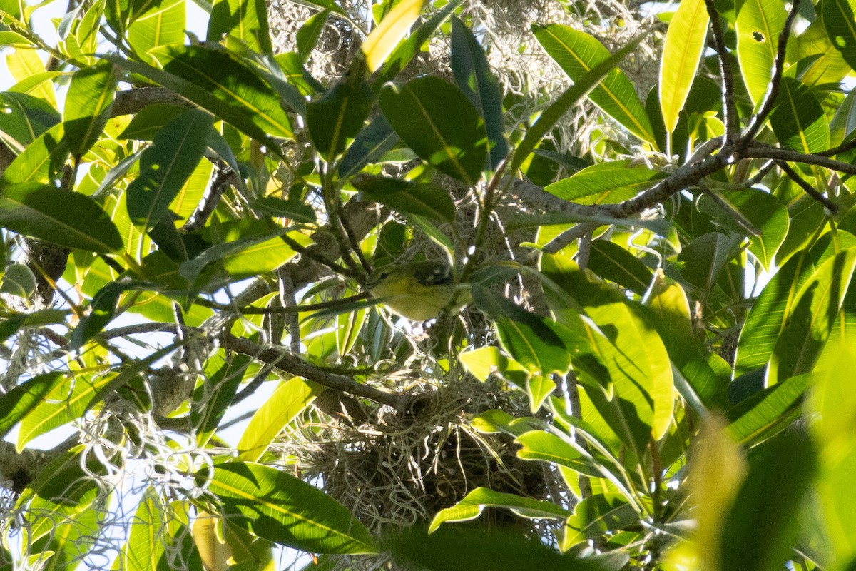 Cerulean Warbler - ML642332830