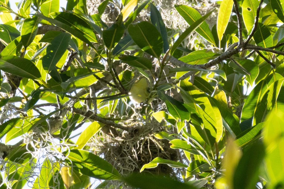 Cerulean Warbler - ML642332831