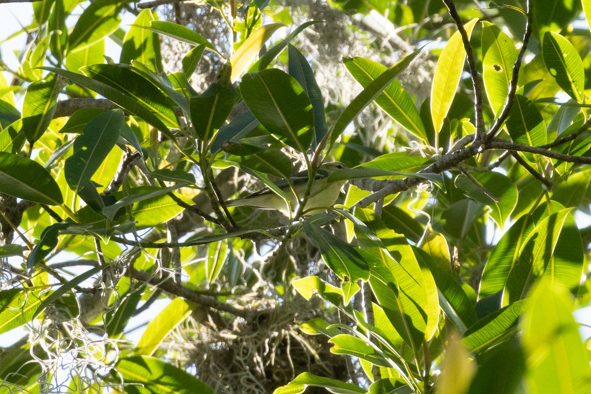 Cerulean Warbler - ML642332832