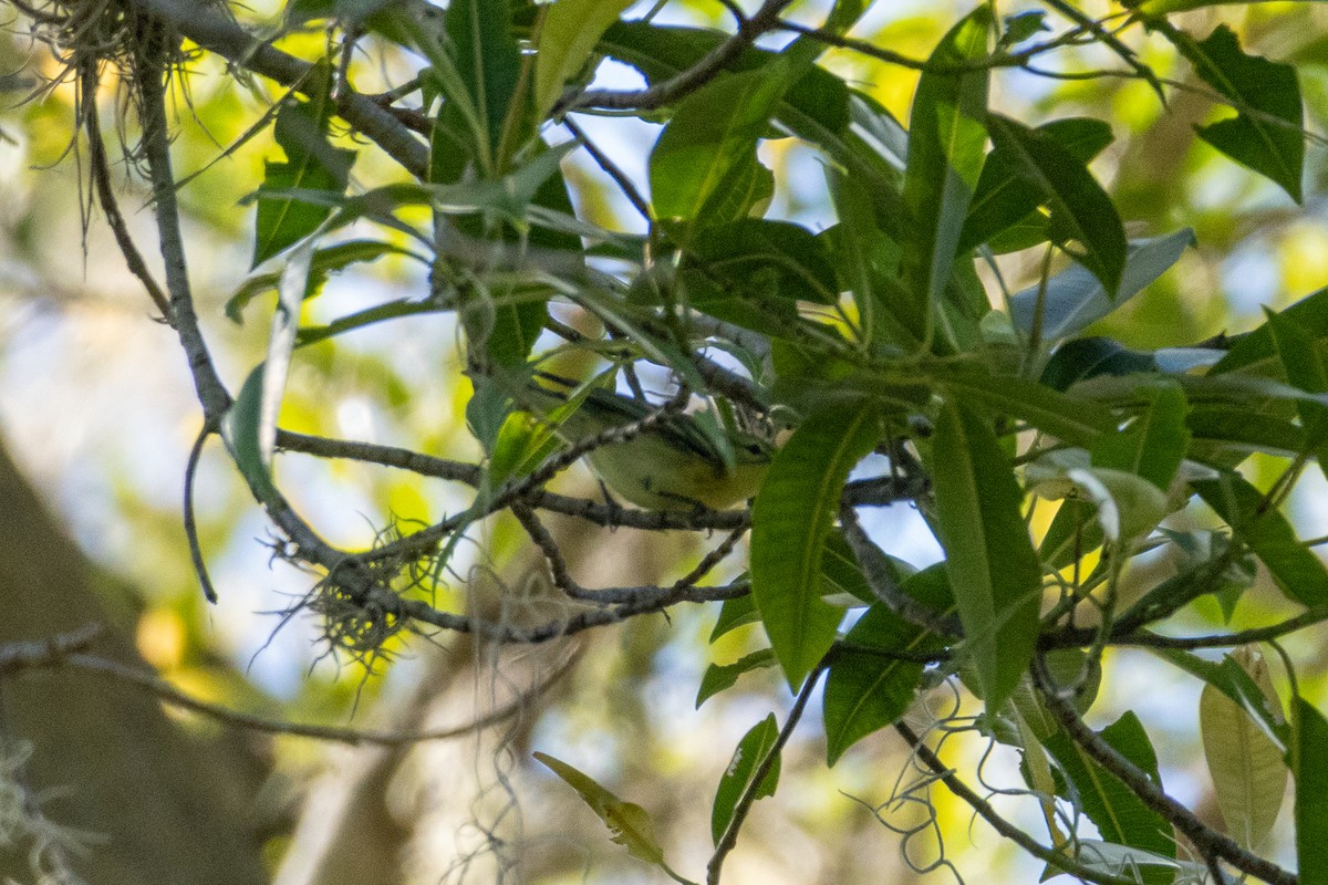 Cerulean Warbler - ML642332834