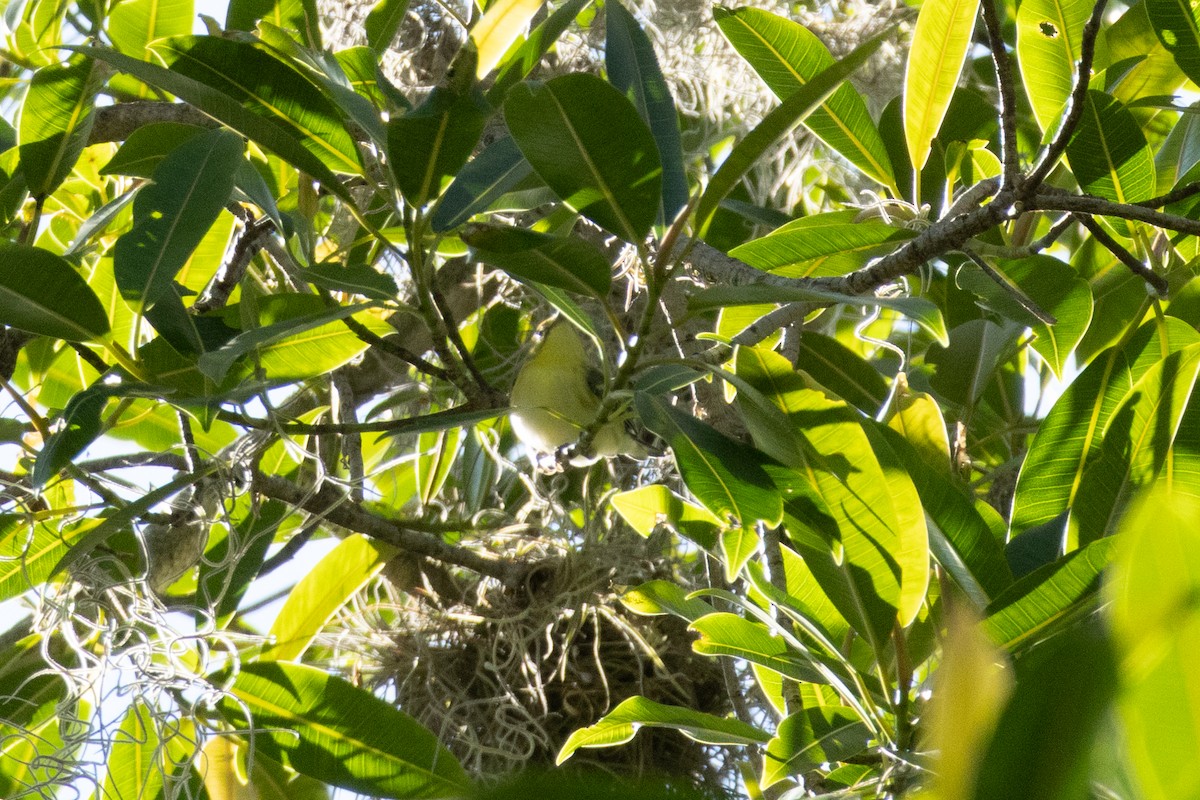 Cerulean Warbler - ML642332836