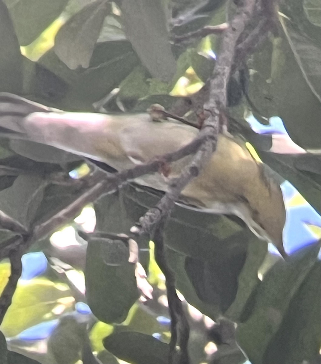 ズグロアメリカムシクイ - ML642332881