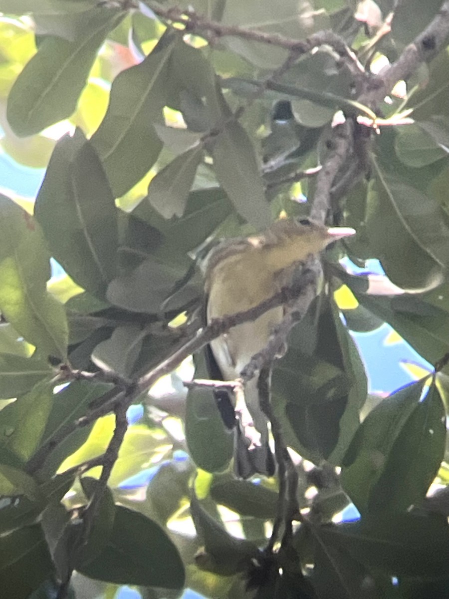 ズグロアメリカムシクイ - ML642332882