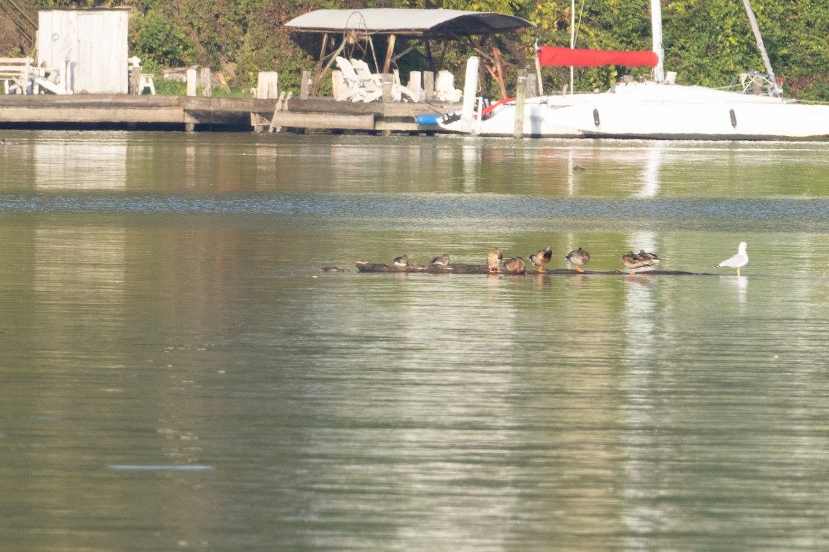 Hooded Merganser - ML642332888