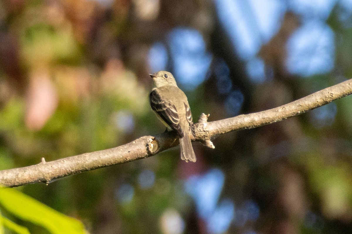 Eastern Wood-Pewee - ML642332897