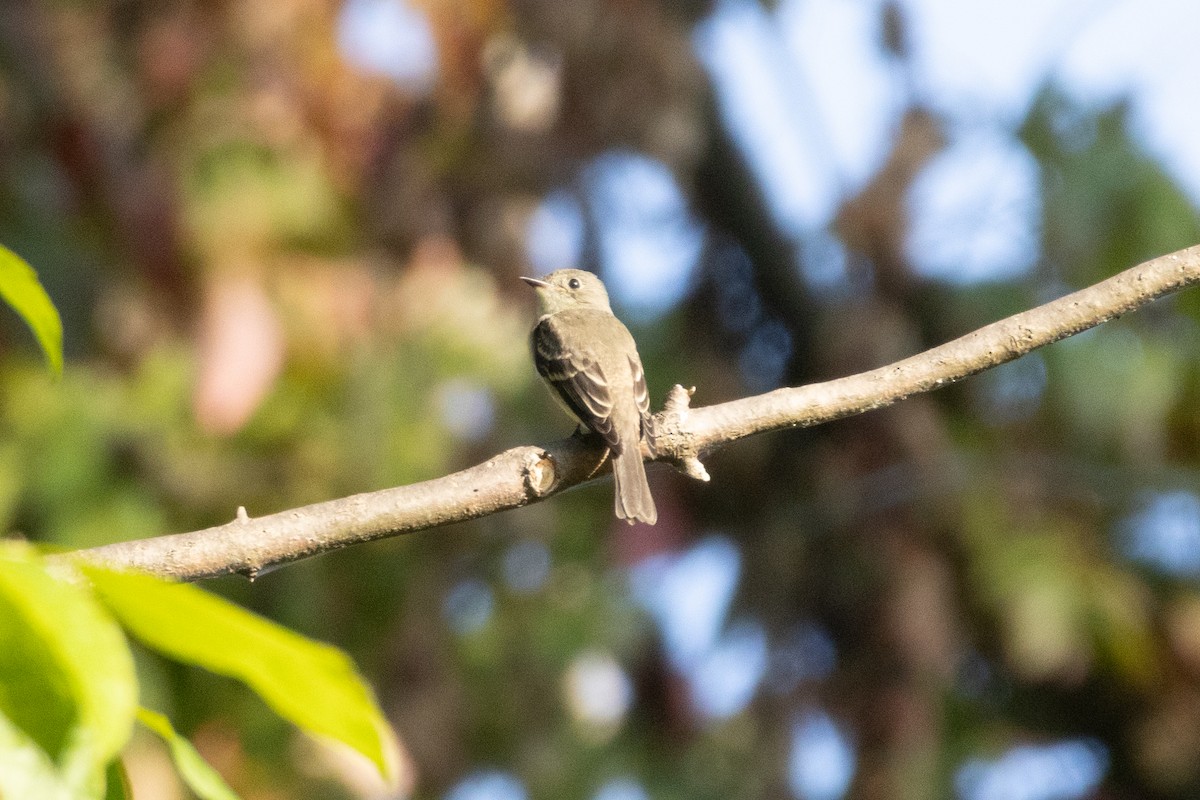 Eastern Wood-Pewee - ML642332898
