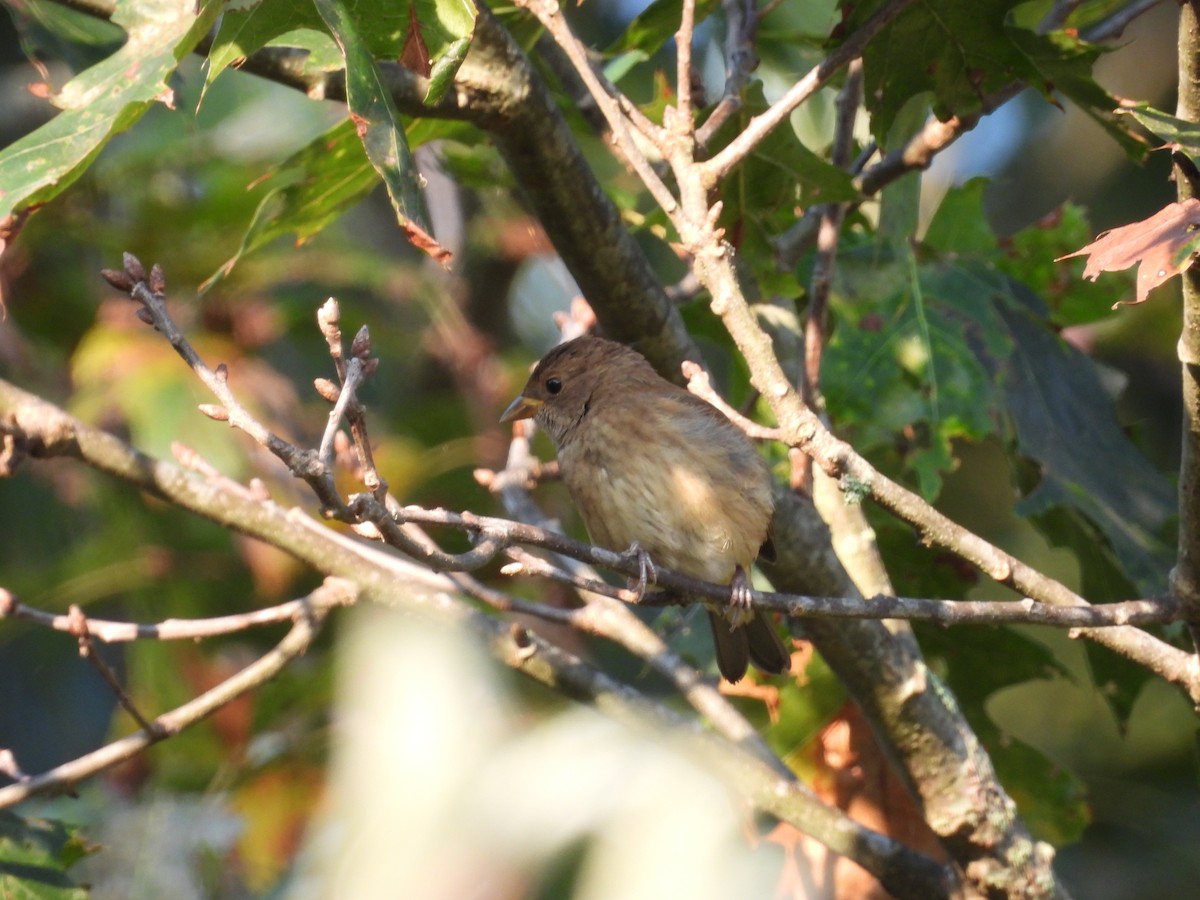 Indigo Bunting - ML642332899