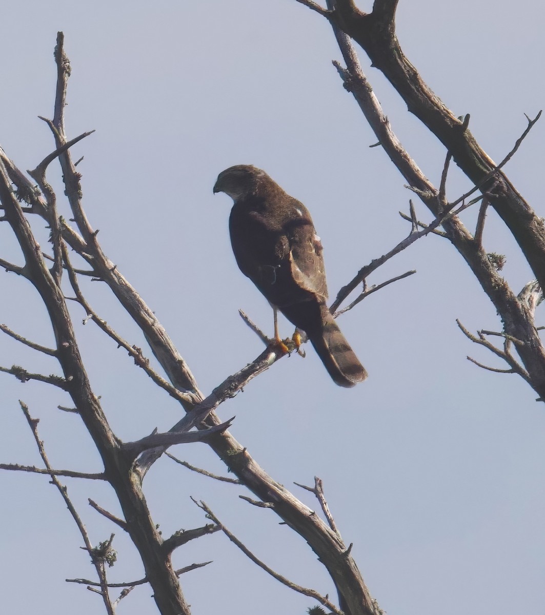 parulahauk - ML642332905