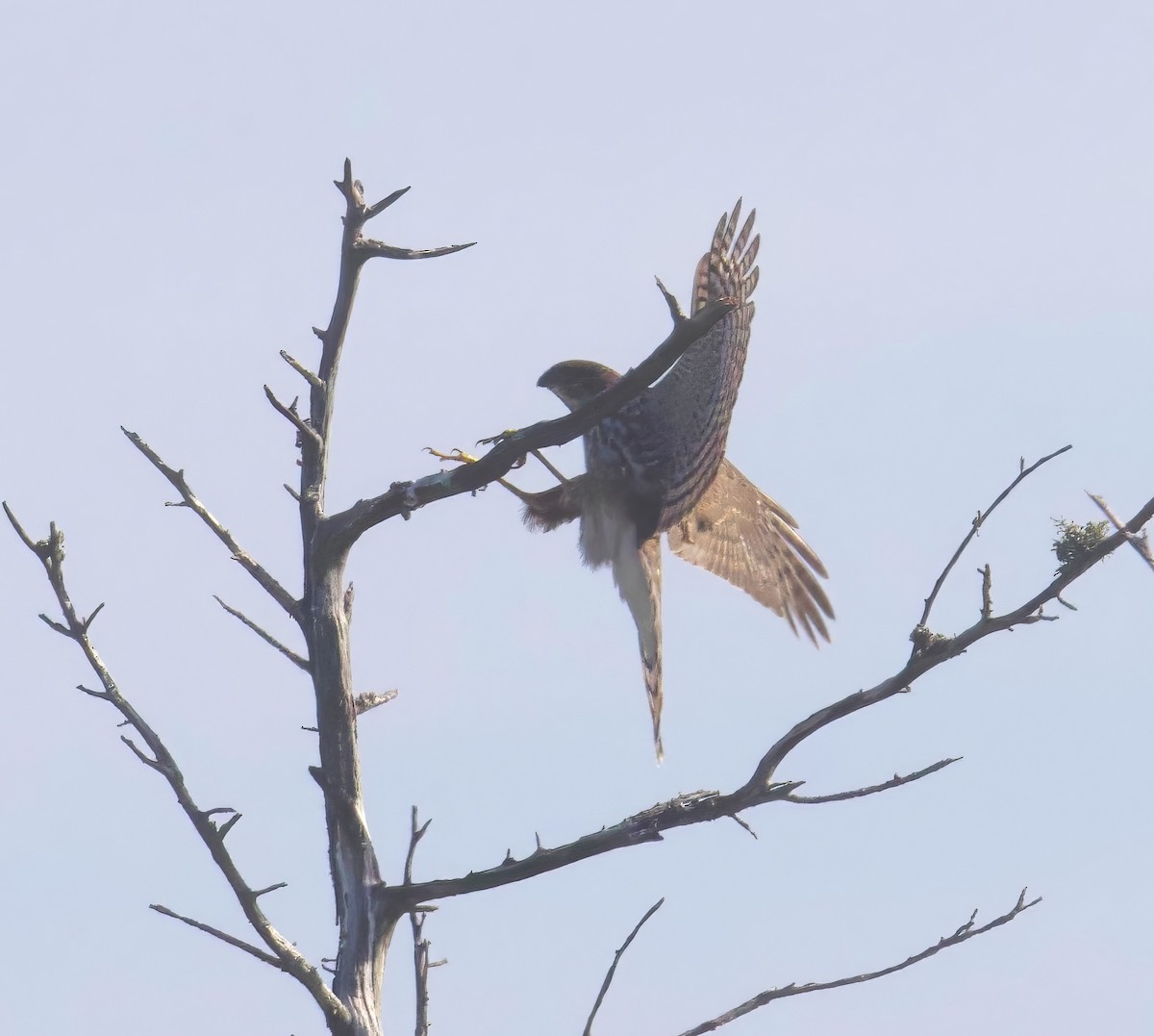 parulahauk - ML642332909