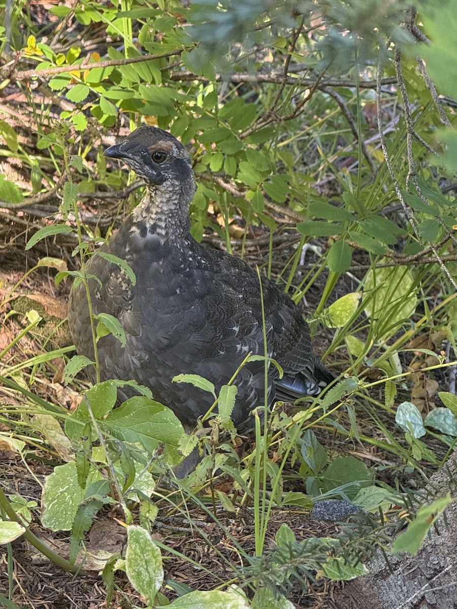 Sooty Grouse - ML642332931