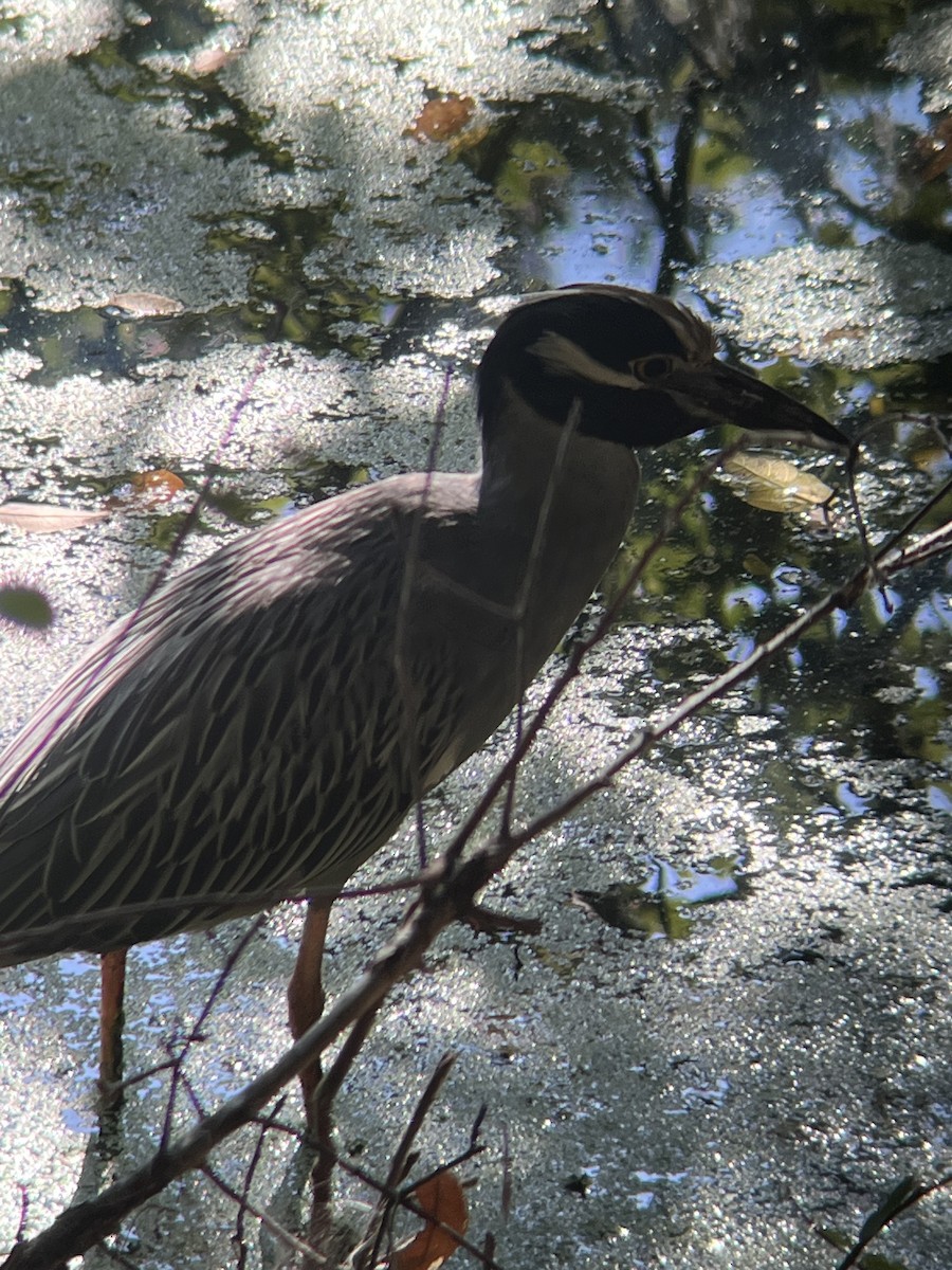 シラガゴイ - ML642332934