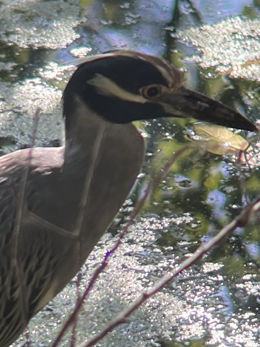 シラガゴイ - ML642332935