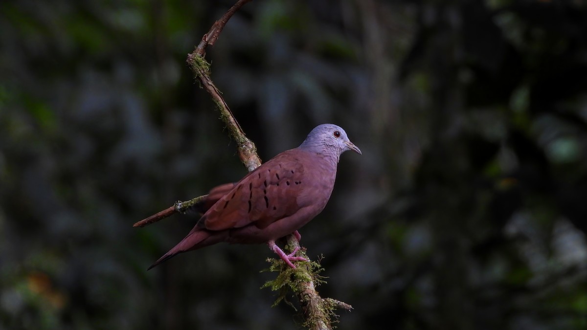 Ruddy Ground Dove - ML642332947