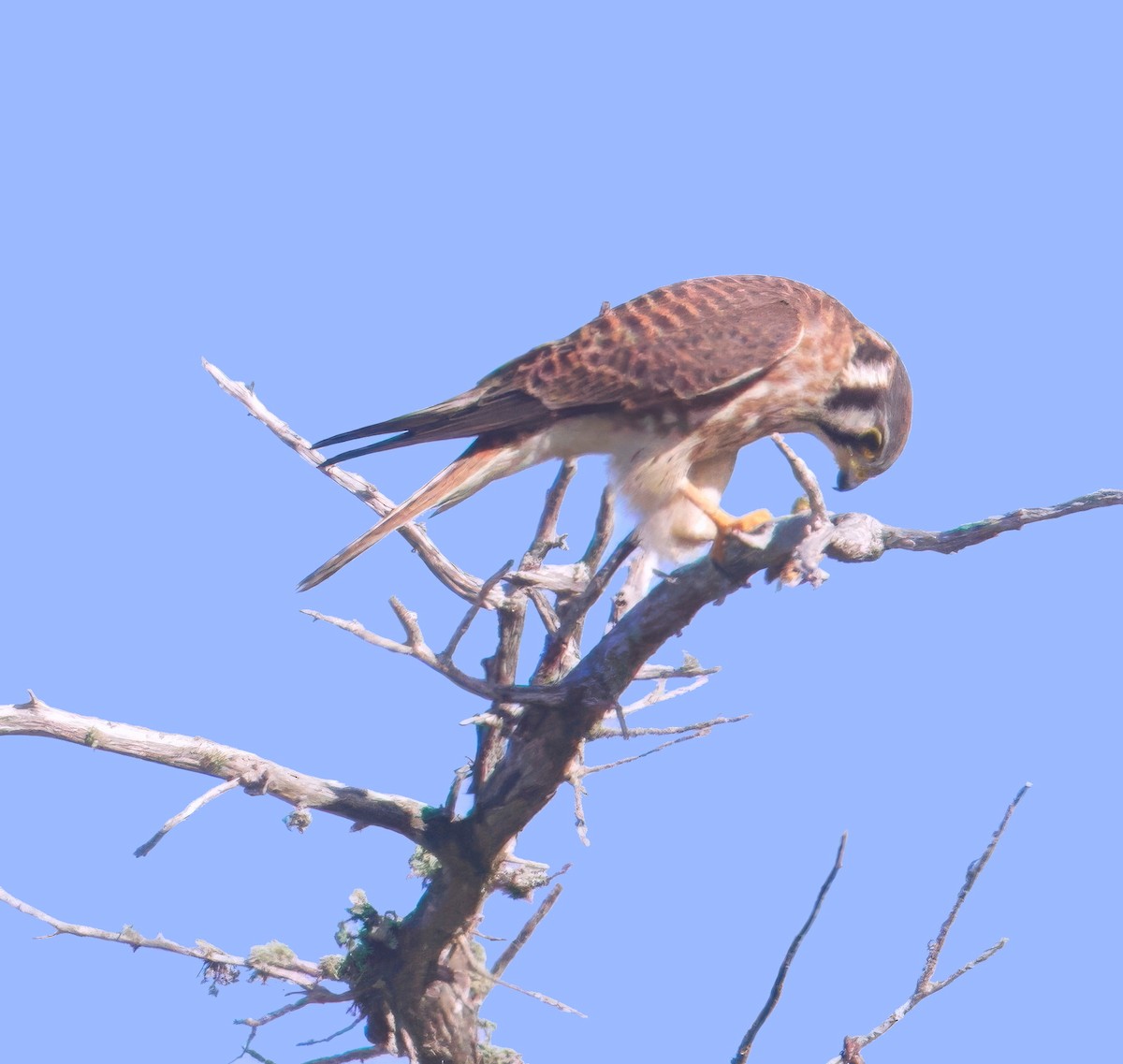 アメリカチョウゲンボウ - ML642332969