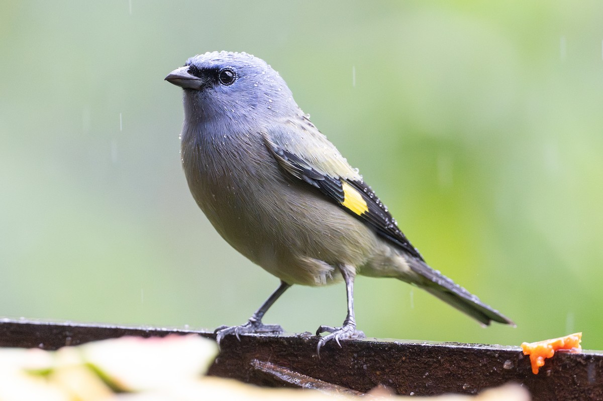 Yellow-winged Tanager - ML642332976