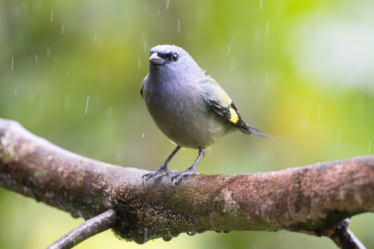 Yellow-winged Tanager - ML642332977