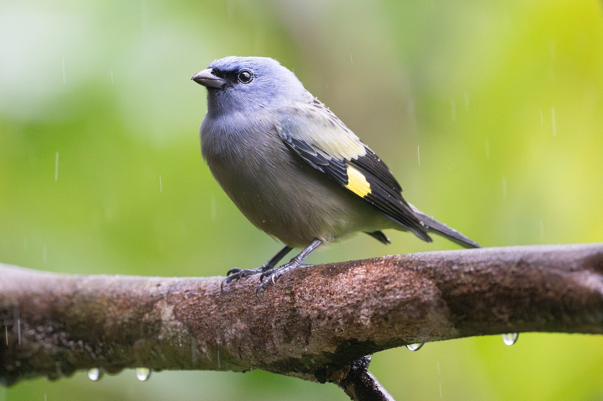 Yellow-winged Tanager - ML642332978