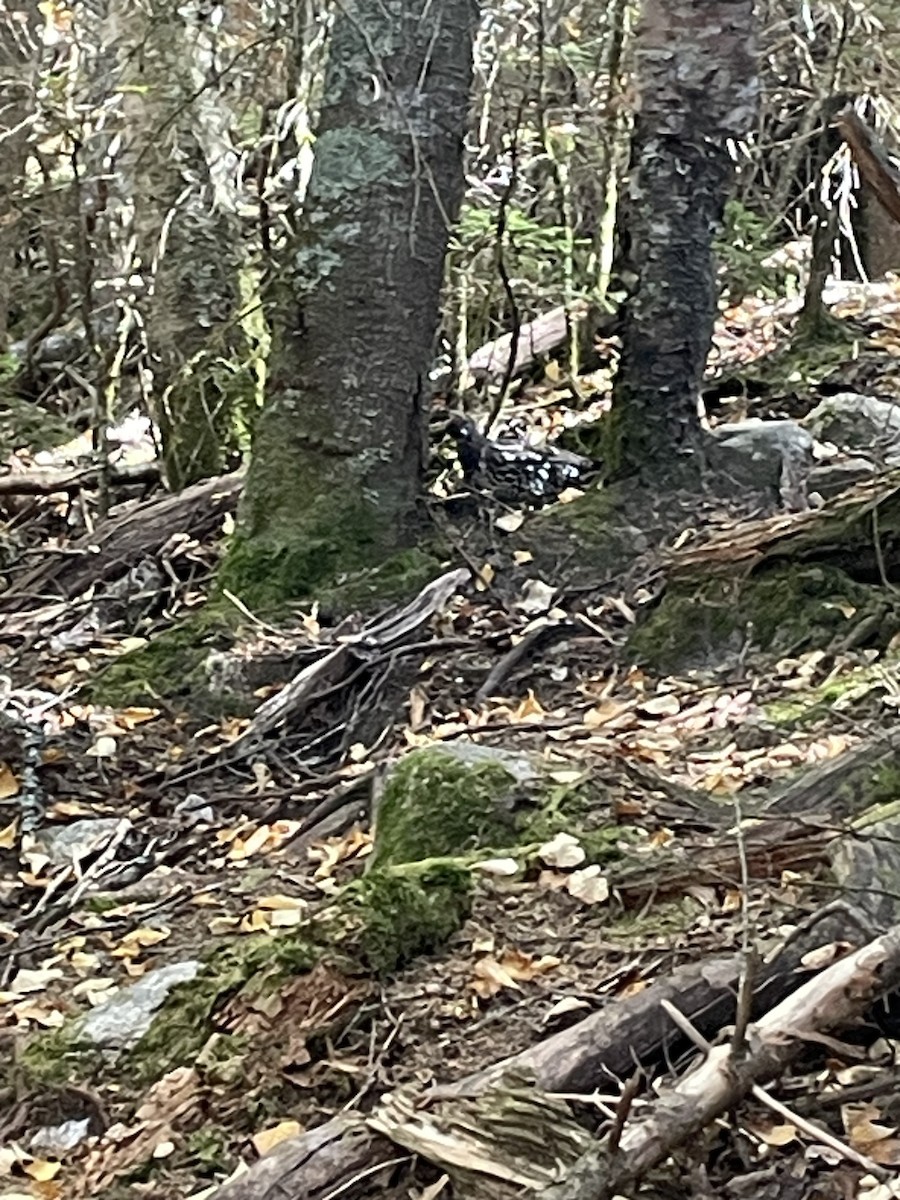 Spruce Grouse - ML642332987