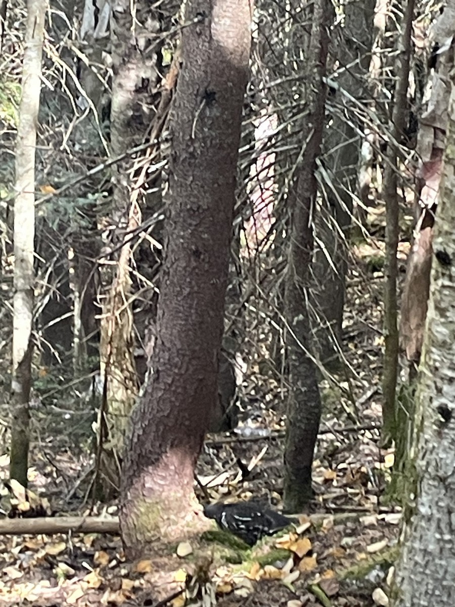 Spruce Grouse - ML642332988